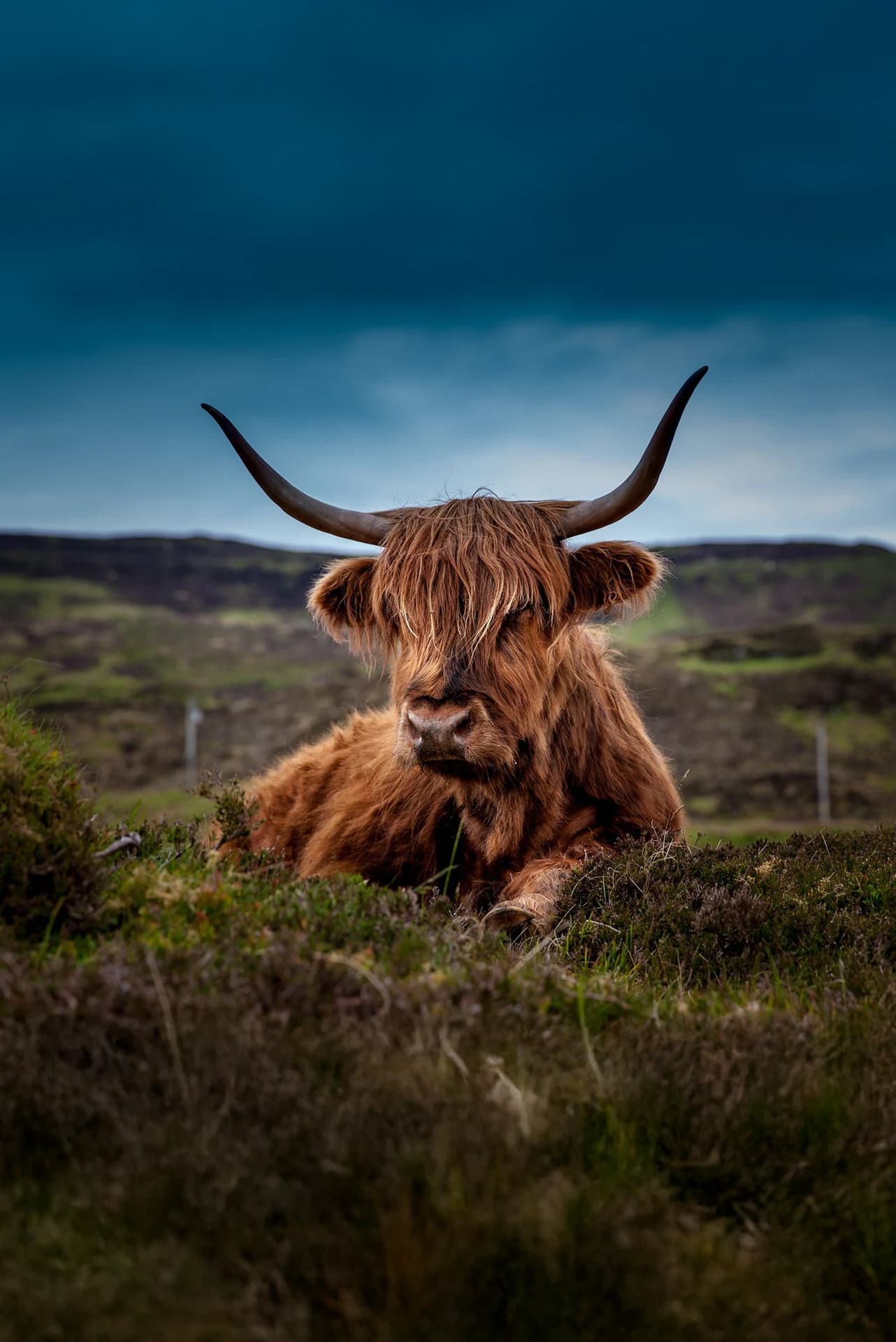 Highland Cow
