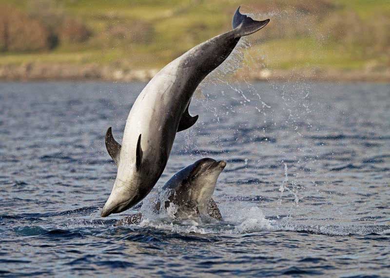 Sea Life Mull