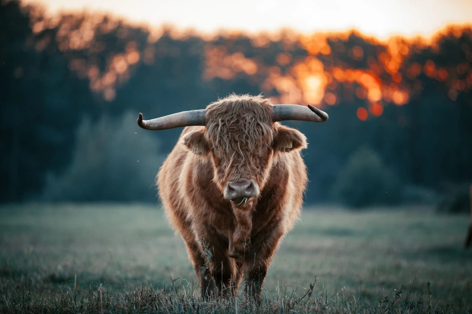 Highland Cow