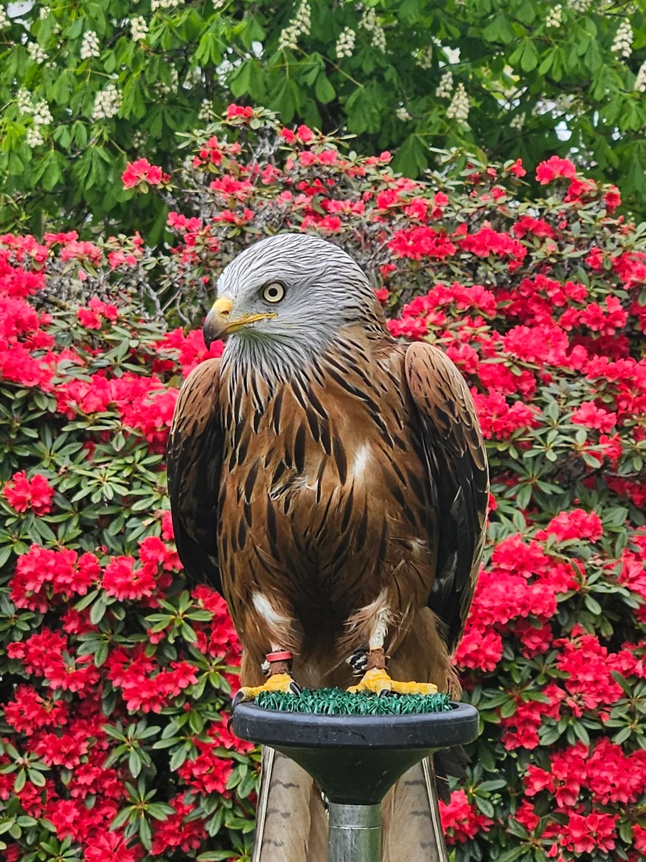 A red kite perched in front of flowering shrubs