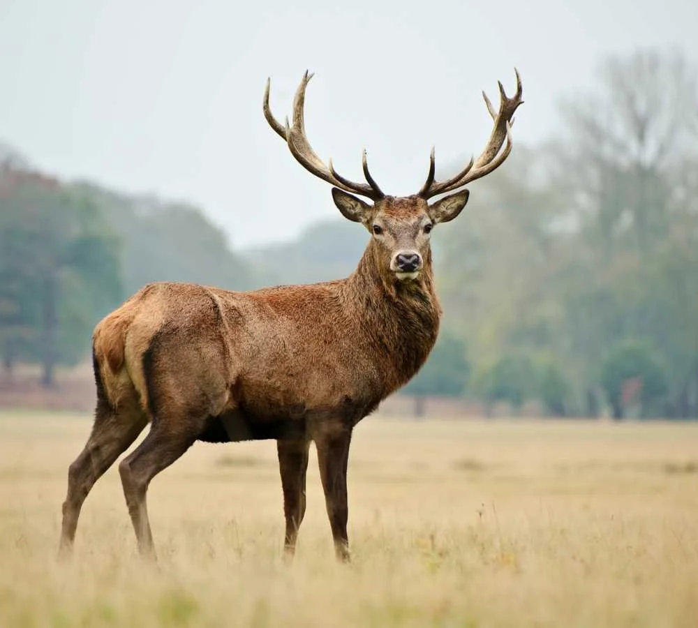 A red deer in Scotland